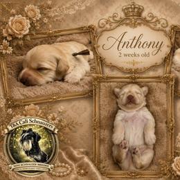 Anthony - Wheaten male Miniature Schnauzer puppy in Sacramento, California from T & A Cali Schnauzer