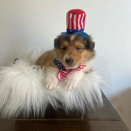 Phil Deville - Sable male Collie puppy in Chilhowie, Virginia from Jolly Collies