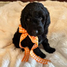 Butter - Black male Goldendoodle puppy in Greensboro, Georgia from B’s Doodles
