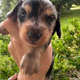 AKC Black and tan dapple 3000 - Dapple male Dachshund puppy in De Soto County, Florida from Countridox Dachshunds