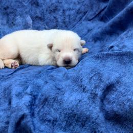 Dark blue  boy - male White Shepherd puppy in Grimes County, Texas from Double H German Shepherds