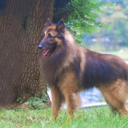 Skip - Belgian Tervuren