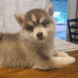 Luke - Blue male Pomsky puppy in Stover, Missouri from Lx2 County Line Pomskies