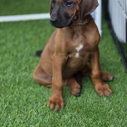 Liz - Rd whtn blk nose female Rhodesian Ridgeback puppy in Gaffney, South Carolina from Circle D Farms