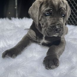 Orange - Gray brindle female Cane Corso puppy in Pollock Pines, California from Capitol City Cane Corso
