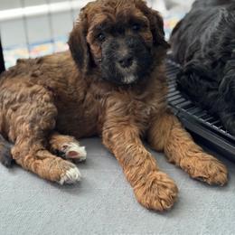 Goldendoodle Puppies from Wrigley's Doodles
