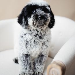 Ash - Goldendoodle