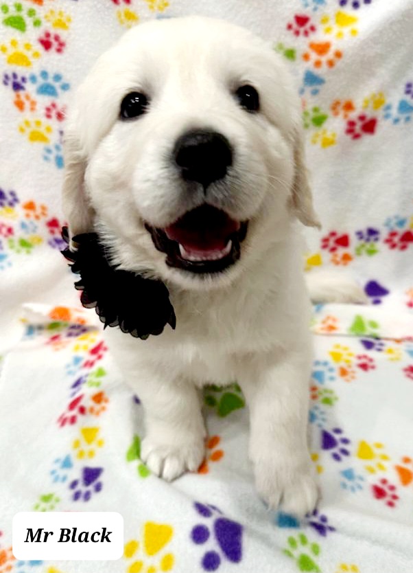 Golden Retriever Puppies from Davidson's Goldens