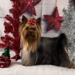 Loca - Yorkshire Terrier