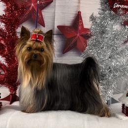 Loca - Yorkshire Terrier