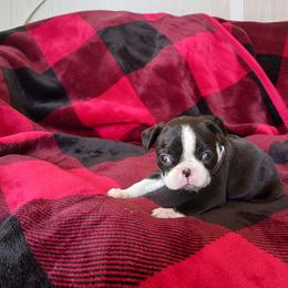 Boston Terrier Puppies from Delamorés Pups