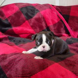 Boston Terrier Puppies from Delamorés Pups