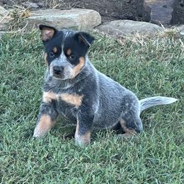 Girl 1 - White Collar - Blue female Australian Cattle Dog puppy in Nevada, Missouri from Back Road Dog Company, LLC