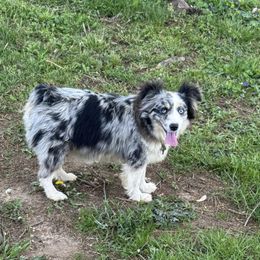 Shiloh - Toy Australian Shepherd