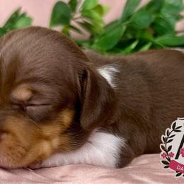 Clover - Piebald female Dachshund puppy in Mesquite, Texas from AB Dachshund