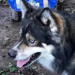 Pomeranians, Pomskies, and Siberian Huskies from Heavenly Made Huskies and Poms