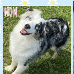 Miniature Australian Shepherds from Lani Cs Aussies