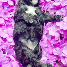 Girl 4 - Phantom female Bernedoodle puppy in Otisville, Michigan from Danie’s Darling Doodles LLC