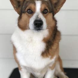 Pembroke Welsh Corgis from Rusek Corgis