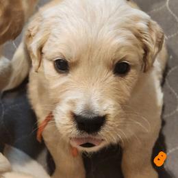 Orange - Golden female Golden Retriever puppy in Lucasville, Ohio from Halo Kennels
