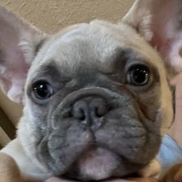 Bulldogs and French Bulldogs from Sweet N Lo Bulldogs