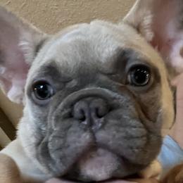 Bulldogs and French Bulldogs from Sweet N Lo Bulldogs