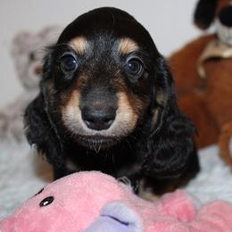 Boy 1 - Black and cream male Dachshund puppy in Craig, Colorado from Rocky Mountain Shih Tzus and Dry Creek Miniature Dachshunds