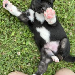 Siberian Husky Puppies from The Land Siberians