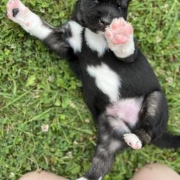 Siberian Husky Puppies from The Land Siberians
