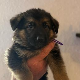 Nova - Black and tan female German Shepherd puppy in Florida from Best Shepherds