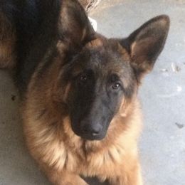 German Shepherds from Vom Casa Plascencia