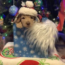 Goldendoodle, Schnoodle, and Sheepadoodle Puppies from Dood Ranch