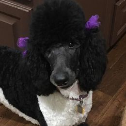 Poodles from Rosie Ridge Poodles