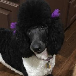 Poodles from Rosie Ridge Poodles