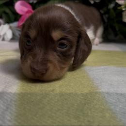 Chocolate girl - Piebald female Dachshund puppy in Alice, Texas from Crimson’s longhair Dachshunds