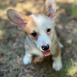 Banner - Sable male Pembroke Welsh Corgi puppy in Hope, Arkansas from Foxy Knoll Farm