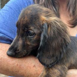 SAMANTHA - Brindle female Dachshund puppy in Paradise, Texas from C and J Minis