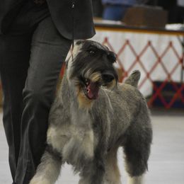 Giant Schnauzers, Miniature Schnauzers, and Standard Schnauzers from Die Nassen Baerte