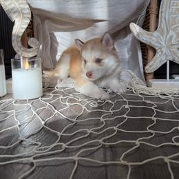Ariel - Red and white female Siberian Husky puppy in Lodi, California from Wolves with Amor