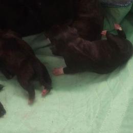 C - Brindle female Staffordshire Bull Terrier puppy in Brandon, Florida from Angels & Myths