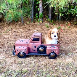 Cavalier King Charles Spaniel Puppies from Ohana Cavalier King Charles Spaniels