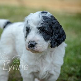 Goldendoodle Puppies from New Moon Farm Goldendoodles