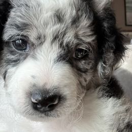 Aussiedoodle Puppies from Vali Girl Aussiedoodles