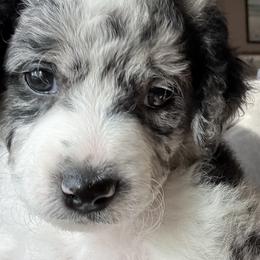 Aussiedoodle Puppies from Vali Girl Aussiedoodles