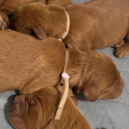 Light purple girl - Chestnut female Irish Setter puppy in West Haven, Utah from McClellan Setters