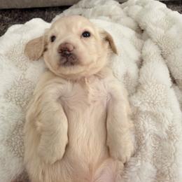 Green collar - Cream male Dachshund puppy in Mc Donough, Georgia from Hot Diggity Doxies