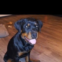 Rottweiler Puppies from Iron Clad Rottweiler