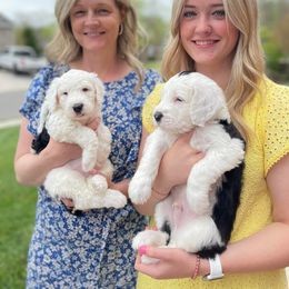 Sheepadoodle Puppies from Narrow Path Puppies
