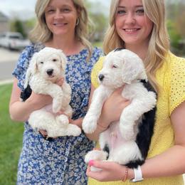 Sheepadoodle Puppies from Narrow Path Puppies