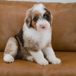 Australian Mountain Doodle Puppies from Brick House Farm Doodles